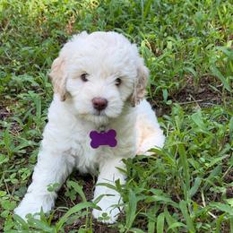 Mable - Caramel cream female Australian Labradoodle puppy in Mount Gilead, North Carolina from Tillery Labradoodles