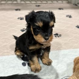 Black and rust female - Black female Miniature Schnauzer puppy in Forest, Virginia from Prestige Kennel LLC