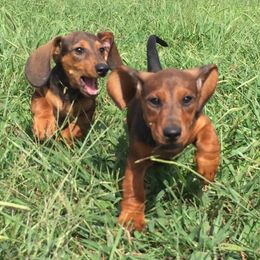 Cavalier King Charles Spaniels and Dachshunds from Mtn to Sea