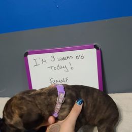 Violet - Cane Corso puppy in Sturgeon Lake, Minnesota from Coffee Lake K9s