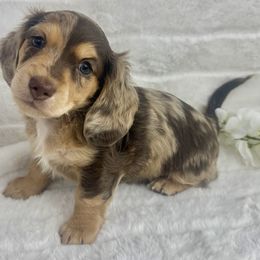 Dachshund Puppies from Chilidog Dachshunds