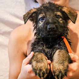 German Shepherd Puppies from Vonherdom German Shepherds