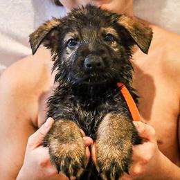German Shepherd Puppies from Vonherdom German Shepherds