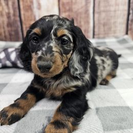 Black and Tan Dapple - Dapple male Dachshund puppy in Malad City, Idaho from Mountain Sage Dachshunds