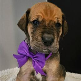 Dark purple collar - Fawn female Great Dane puppy in Warren, Ohio from Loyal-Loves Great Danes