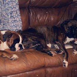 Boxer puppies from Nate & Julia’s Boxers