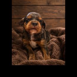 Moss - Merle male Cavapoo puppy in Battle Lake, Minnesota from Panda Puppies