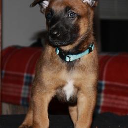 Belgian Malinois Puppies from Pyrex Kennels