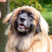 Savannah - Leonberger