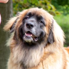 Savannah - Leonberger
