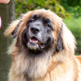 Savannah - Leonberger