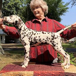 Windy,  Black collar girl - White and liver brown female Dalmatian puppy in Decatur, Alabama from Hollytree Dalmatians