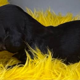 G Three - Black and tan female Dachshund puppy in Salyersville, Kentucky from Lavendell Dachshunds
