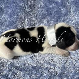 Gator - Blue ticked and tan male Bluetick Coonhound puppy in Mount Pleasant, Texas from Harmons Hounds
