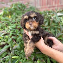 Prancer - Chocolate female Cavapoo puppy in Herriman, Utah from Gypsi Doodles & Poodles LLC.