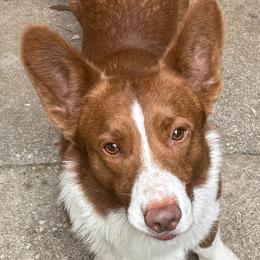 Cardigan Welsh Corgi puppies from Red White & Bluie Corgi