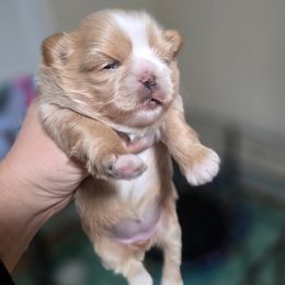 Princess Peach - Cream and white female Shih Tzu puppy in Waynesboro, Pennsylvania from Big Win Shih Tzus