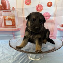 Truffle - Black and tan female German Shepherd puppy in Magnolia, Texas from K & Q Shepherds