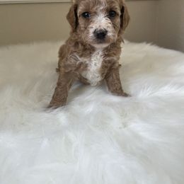 Maltese, Poodle, and Shih Tzu Puppies from Happy puppies