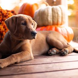 Labrador Retriever Puppies from UC Labradors
