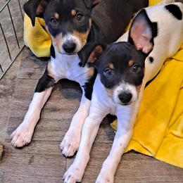 Rat Terrier Puppies from Far North Rat Terriers