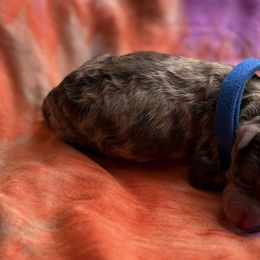 Boy 3 - Brown male Poodle puppy in Gladewater, Texas from Kalin’s K9s