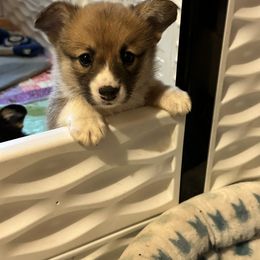 Pembroke Welsh Corgi Puppies from Diamond H Ranch Pembroke Welsh Corgis