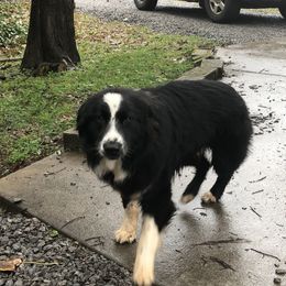 Australian Shepherd Puppies from Azzo Aussies