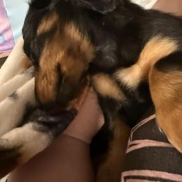 Dachshund Puppies from Birkin’ Paws