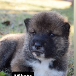 Mikoto - Milgram boy - Red sesame male Shikoku puppy in Tribbey, Oklahoma from Osaka Ninken Shikoku