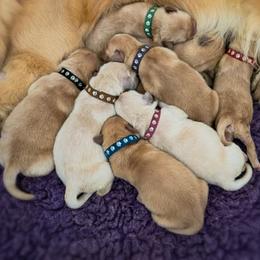 Yellow 14 - Golden male Golden Retriever puppy in Mills River, North Carolina from Appalachian Dog Training LLC