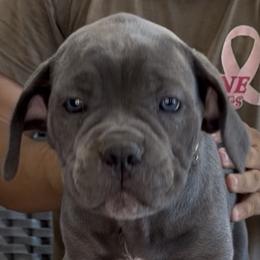 Yellow Collar Girl - Morganza x Lawman - AKC and ICCF - Gray female Cane Corso puppy in Gorman, Texas from McOmber Country Kennels