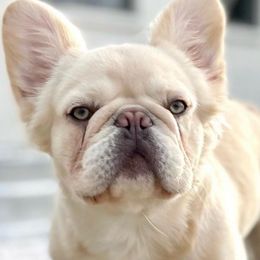 French Bulldogs from Jessica's French Bulldogs