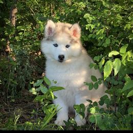 Pomsky and Siberian Husky Puppies from A-Dream Pomsky Kennel