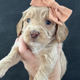 Victory - Cream female Goldendoodle puppy in Escalon, California from Miley&Co.