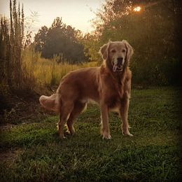 Oakley - Golden Retriever