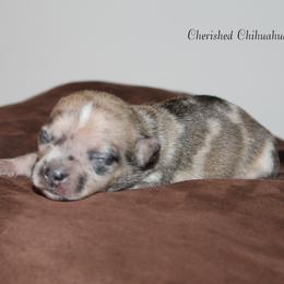 Opal - Merle female Chihuahua puppy in Willamina, Oregon from Cherished Chihuahuas