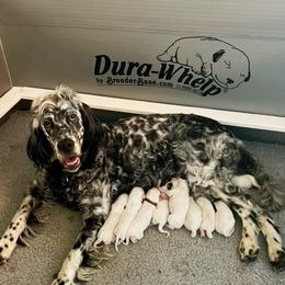 English Setter puppies from Wyndswept English Setters