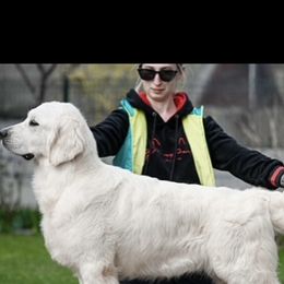 Golden Retriever puppies from Homeward Bound Goldens