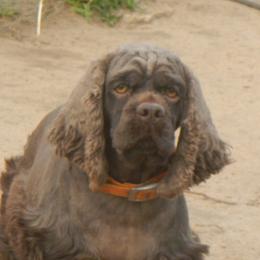 Kendyl  - Cocker Spaniel