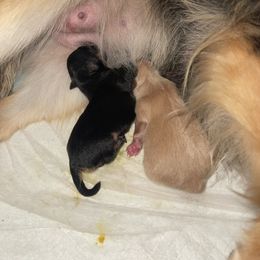 Moon - Black and tan female Pomeranian puppy in Liverpool, Pennsylvania from Destination Dalmatian