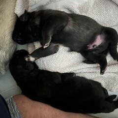 Leonberger Puppies from Desert Magick Leonbergers