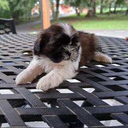 Lexi - Brindle and white female Shih Tzu puppy in Lebanon, Pennsylvania from Stoney Acre Farms
