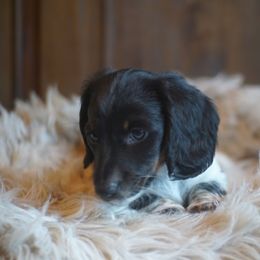 Dachshund Puppies from Dachshund Den
