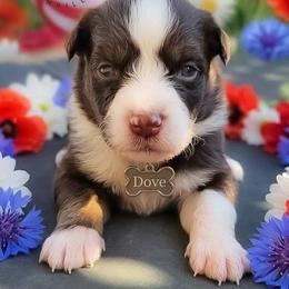 Dove - Red tri-color female Australian Shepherd puppy in Fultonville, New York from Sandy Aussies & Pomeranians