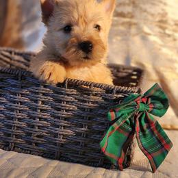 Scottish Terrier Puppies from Schulte's  Scottish Terriers