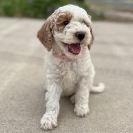 Bernedoodles and Goldendoodles from Doodles are Amazing