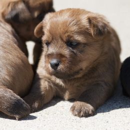 Australian Terrier Puppies from Temora Australian Terriers
