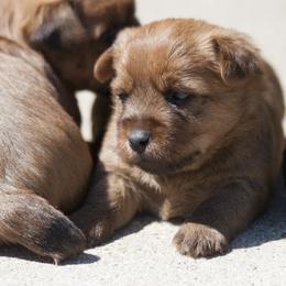 Australian Terrier Puppies from Temora Australian Terriers