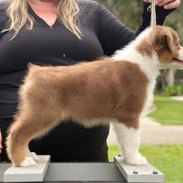 Chianti - Red tri-color female Australian Shepherd puppy in Lakeland, Florida from Forestwood Australian Shepherds